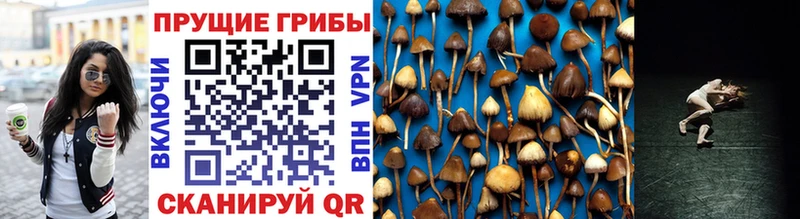 Псилоцибиновые грибы Psilocybe  где можно купить наркотик  Семилуки 